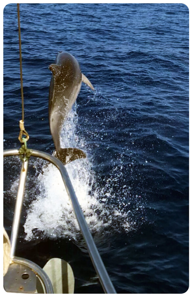 Tipico incontro durante la navigazione alle Eolie